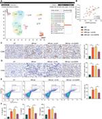 F4/80 Monoclonal Antibody (BM8), Functional Grade, eBioscience™