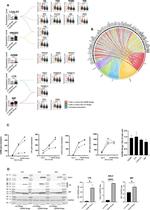TNF beta Antibody in Western Blot (WB)
