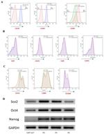 CD90 (Thy-1) Antibody in Flow Cytometry (Flow)