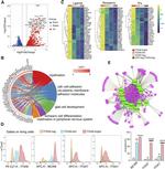 ITGA7 Antibody in Flow Cytometry (Flow)