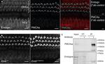 PMCA ATPase Antibody in Western Blot, Immunoprecipitation (WB, IP)