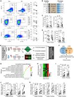 IFN gamma Antibody in Inhibition Assays (Inhibition)