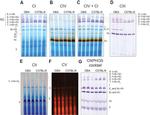 OxPhos Blue Native WB Antibody in Western Blot (WB)