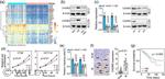 CADM3 Antibody in Western Blot (WB)