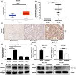ZNF655 Antibody in Immunohistochemistry (Paraffin) (IHC (P))