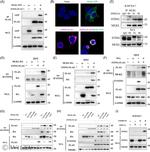 MLKL Antibody in Western Blot, Immunoprecipitation (WB, IP)