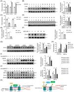 ERO1L Antibody in Western Blot (WB)