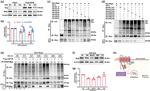 MRGPRX1 Antibody in Western Blot (WB)