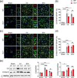 S100A10 Antibody in Western Blot (WB)