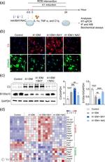 S100A10 Antibody in Western Blot (WB)