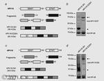 HPV Type 16 E7 Antibody in Western Blot (WB)