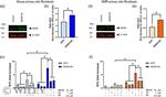 ANO6 Antibody in Western Blot (WB)