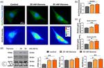 GLUT1 Antibody in Western Blot (WB)