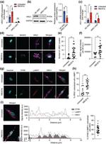 SLC48A1 Antibody in Western Blot (WB)