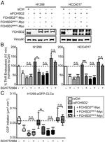 FCHSD2 Antibody in Western Blot (WB)