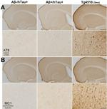 Phospho-Tau (Ser202, Thr205) Antibody in Immunohistochemistry (Frozen) (IHC (F))