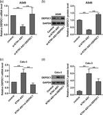 DEPDC1 Antibody in Western Blot (WB)