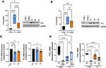 Ferritin Heavy Chain Antibody in Western Blot (WB)