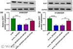 E2F7 Antibody in Western Blot (WB)