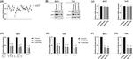 Estrogen Receptor alpha Antibody in Western Blot (WB)