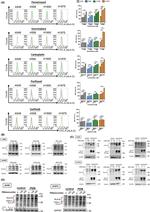 HLA-G Antibody in Flow Cytometry (Flow)