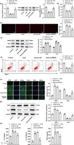 PRMT8 Antibody in Western Blot (WB)