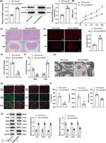 PRMT8 Antibody in Western Blot (WB)