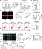 PRMT8 Antibody in Western Blot (WB)