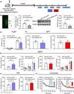 PPM1F Antibody in Western Blot (WB)