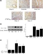 TNF alpha Antibody in Western Blot (WB)