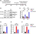 NDUFV1 Antibody in Western Blot (WB)
