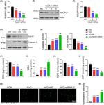 NDUFV1 Antibody in Western Blot (WB)