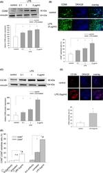 CD69 Antibody in Western Blot, Immunohistochemistry (Paraffin), Flow Cytometry (WB, IHC (P), Flow)