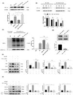 MT-ATP6 Antibody in Western Blot (WB)