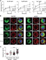 FceR1 alpha Antibody in Immunocytochemistry, Flow Cytometry (ICC/IF, Flow)