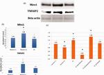 RHOT1 Antibody in Western Blot (WB)