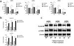 Cyclin B1 Antibody in Western Blot (WB)