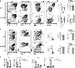 CD11b Antibody in Flow Cytometry (Flow)