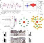 POU6F1 Antibody in Immunohistochemistry (Paraffin) (IHC (P))