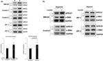 GPR81 Antibody in Western Blot (WB)