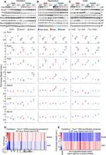 NeuN Antibody in Western Blot (WB)