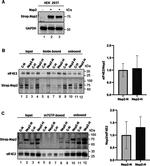 eIF4E2 Antibody in Western Blot (WB)