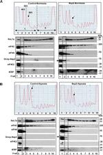 eIF4E2 Antibody in Western Blot (WB)