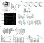 B-Raf Antibody in Western Blot (WB)