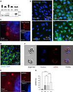 Coronavirus pan Antibody in Immunocytochemistry (ICC/IF)