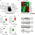 PPAP2B Antibody in Western Blot (WB)