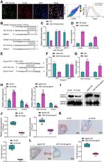 PCYOX1L Antibody in Western Blot, Immunohistochemistry (WB, IHC)