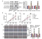 AP1S3 Antibody in Western Blot (WB)