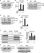 Ku80 Antibody in ChIP Assay (ChIP)