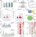 DSS1 Antibody in Western Blot (WB)